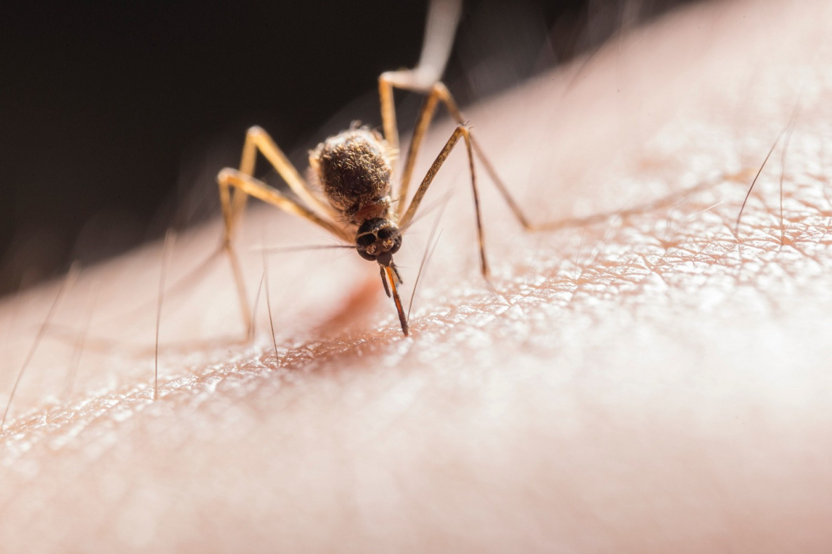 В Хабаровске аномально рано началось нашествие комаров