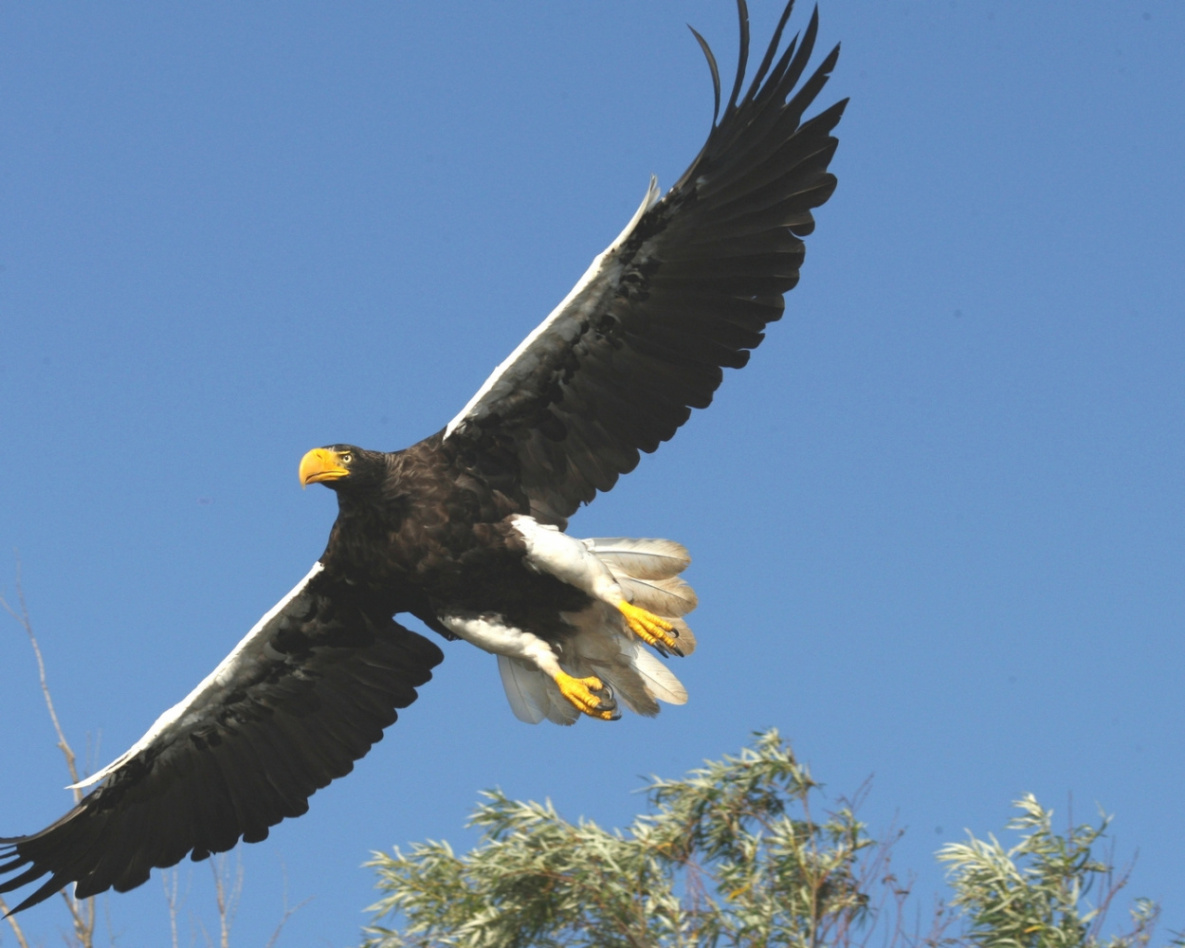 В Хабаровском крае орланы под сильным крылом