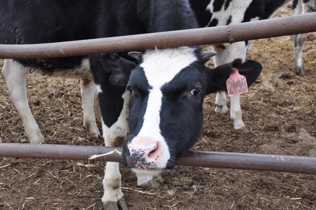 животноводство в хабаровском крае