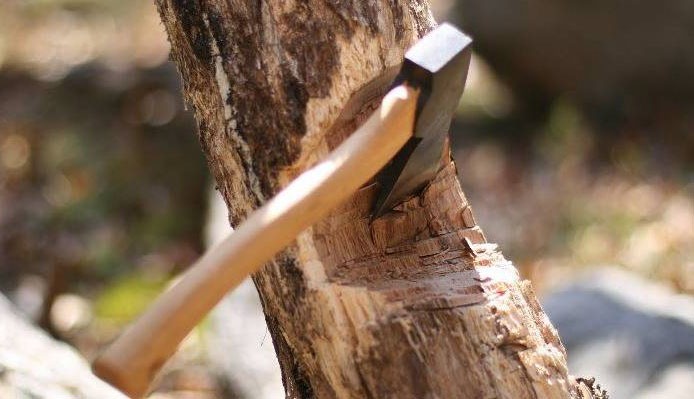 В Хабаровском крае могут помочь бороться с незаконными рубками с помощью ДНК деревьев