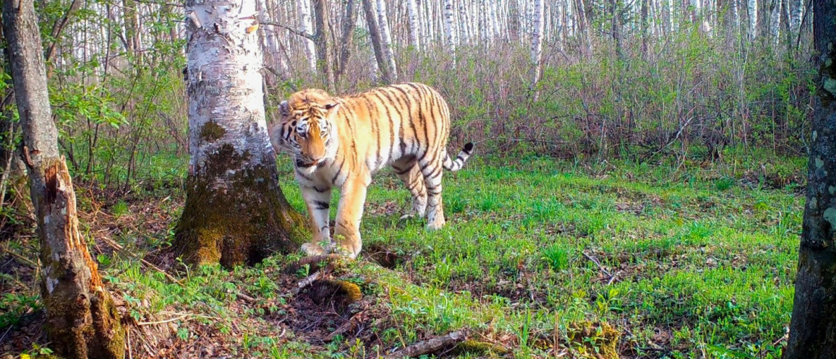 Проект «Амурия» снял документальный фильм о тиграх Хабаровского края