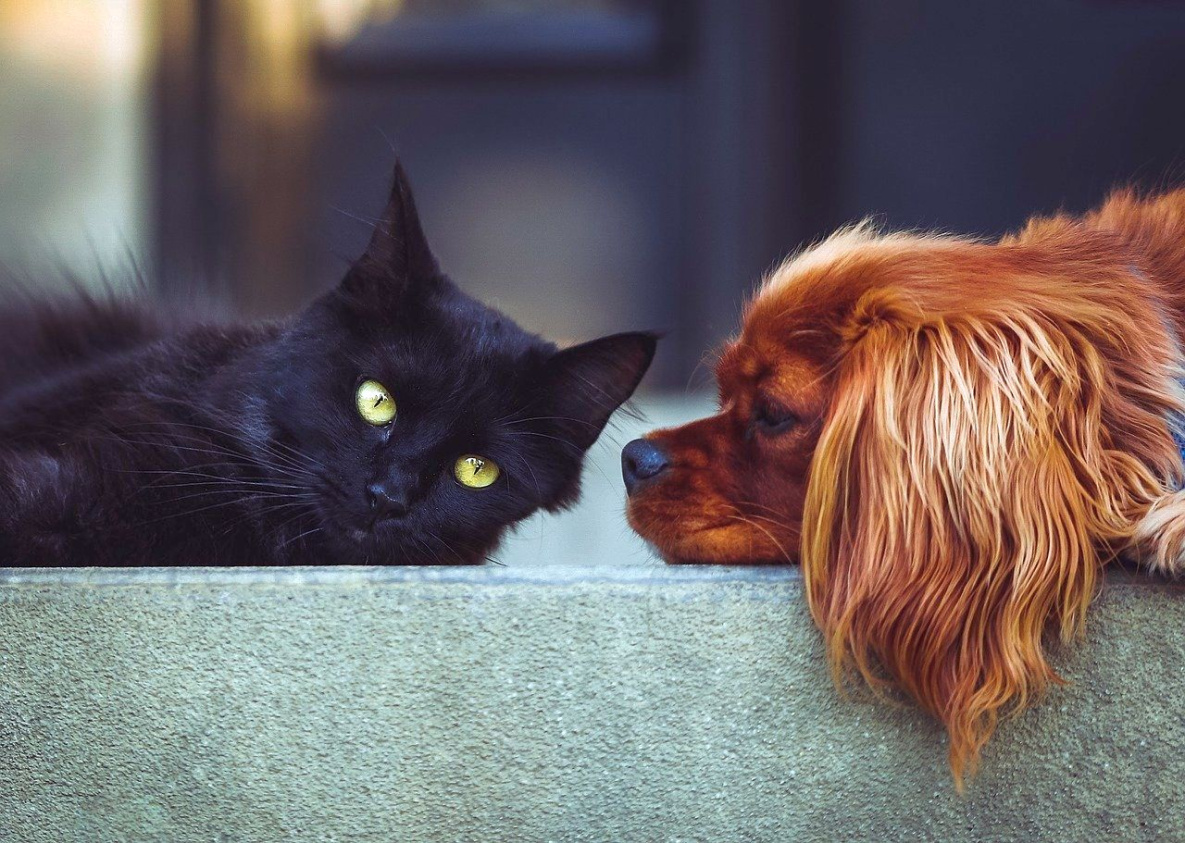 Пушистое счастье: хабаровчане больше любят кошек, чем собак