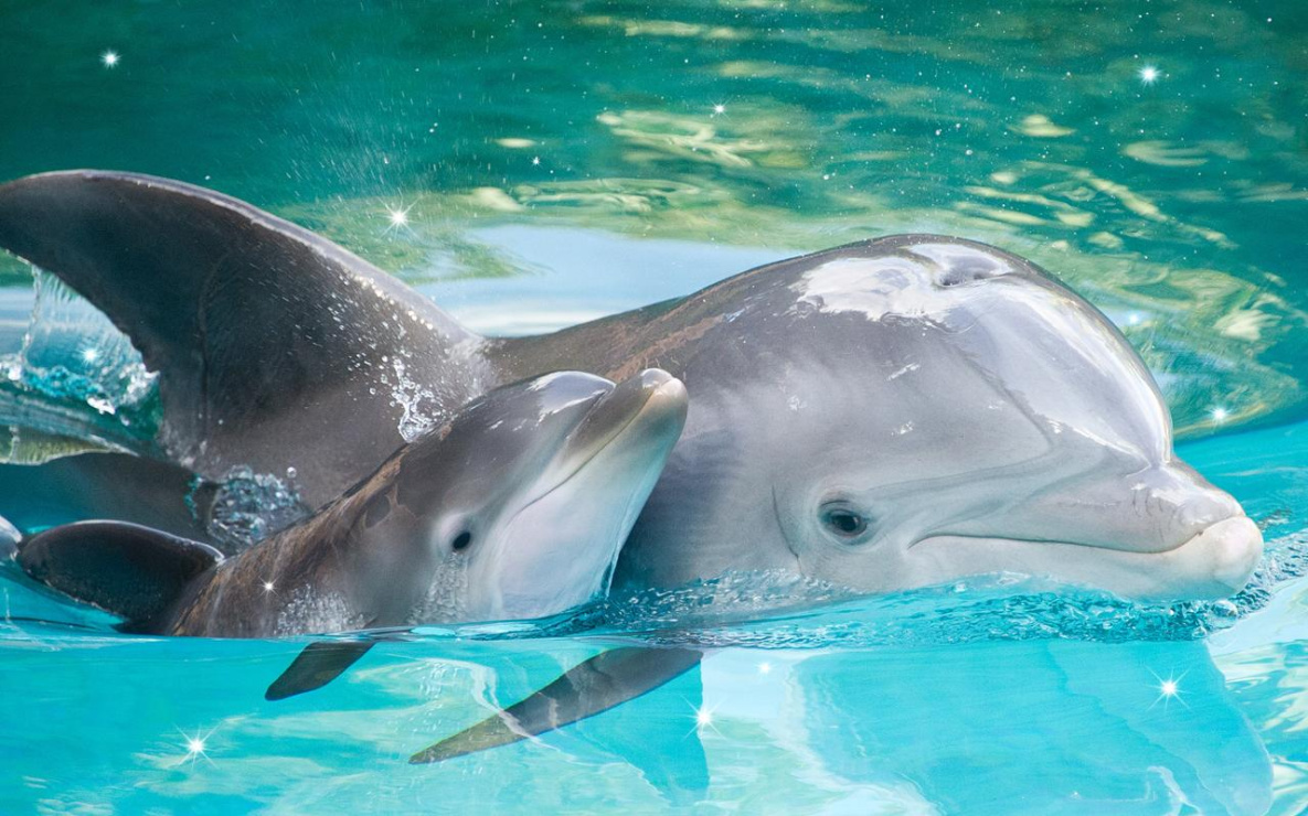 В Хабаровский край больше не приедут передвижные зоопарки или дельфинарии