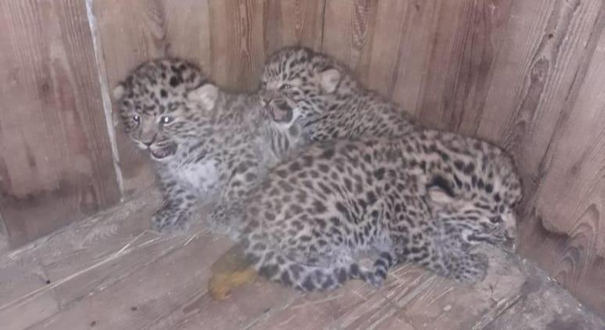 В зооцентре Комсомольска родилась леопардовая тройня