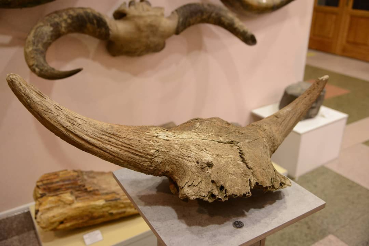 Череп древнего бизона подарили музею в Хабаровске