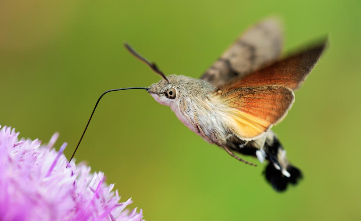 Очень редкую бабочку-«колибри» заметили в пригороде Хабаровска