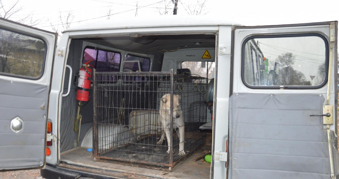 В Хабаровске выловят и выпустят более тысячи бродячих животных
