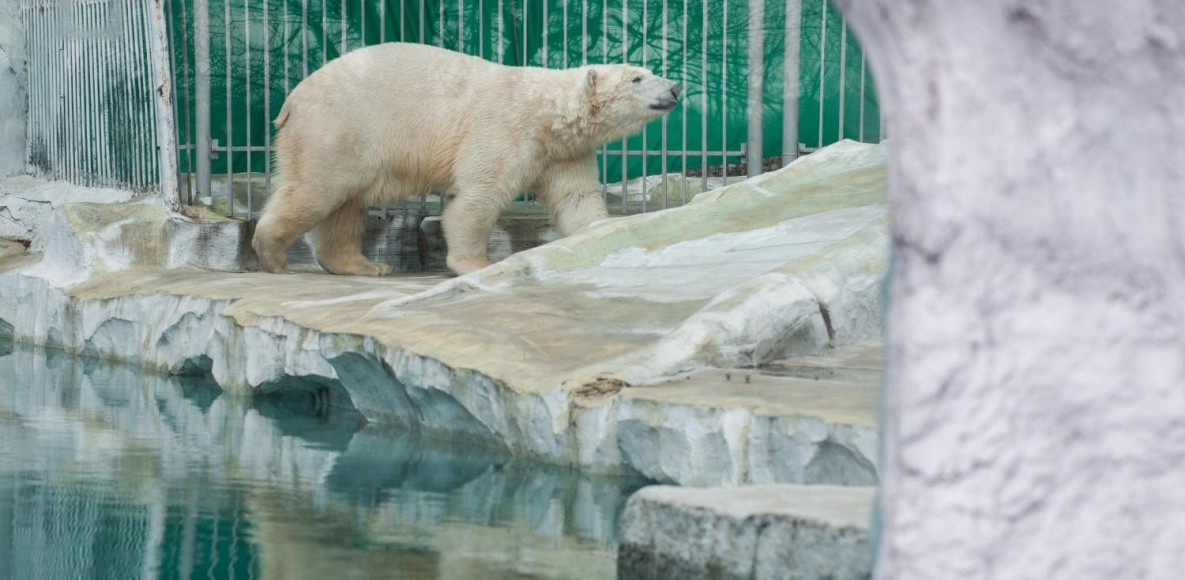 Белый медведь Хабар погиб от сердечной недостаточности
