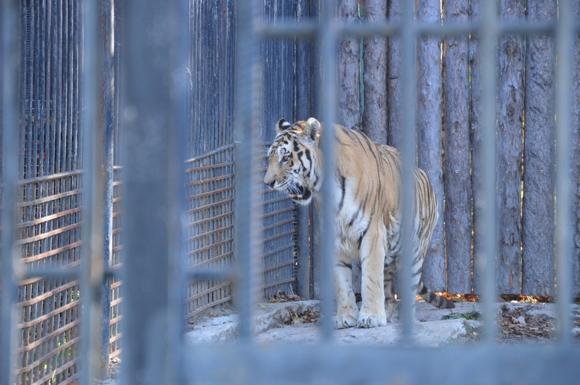 В зоосаде Приамурский прокомментировали смерть тигра Бархата