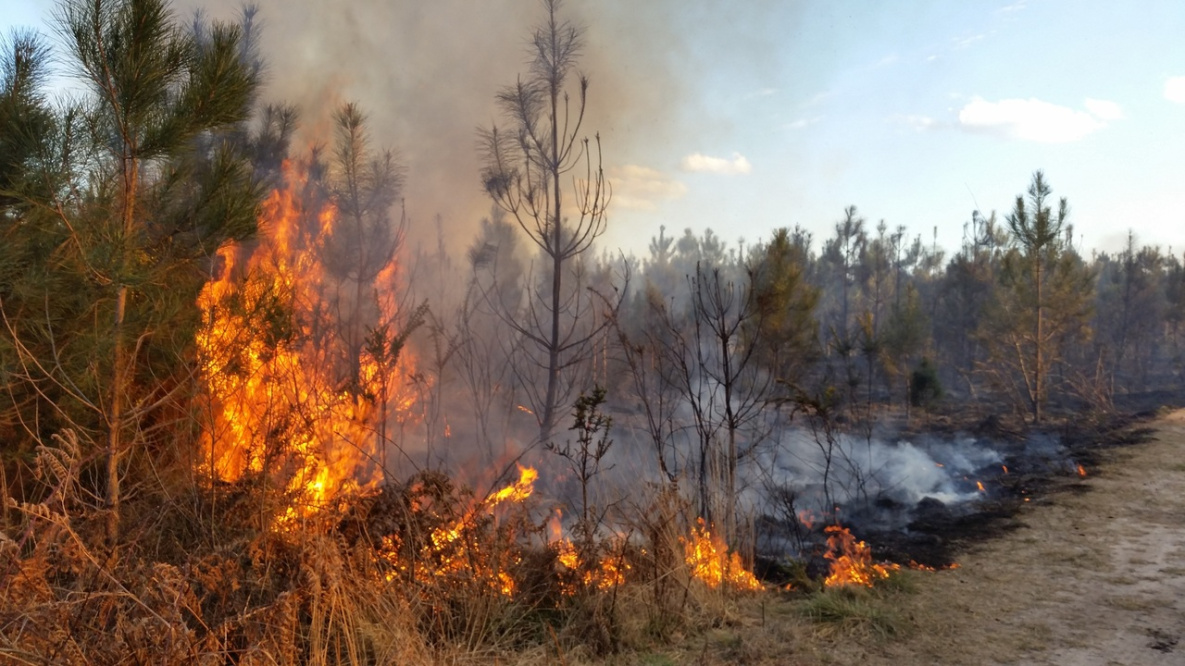 В Хабаровском крае за сутки ликвидировано 10 лесных пожаров