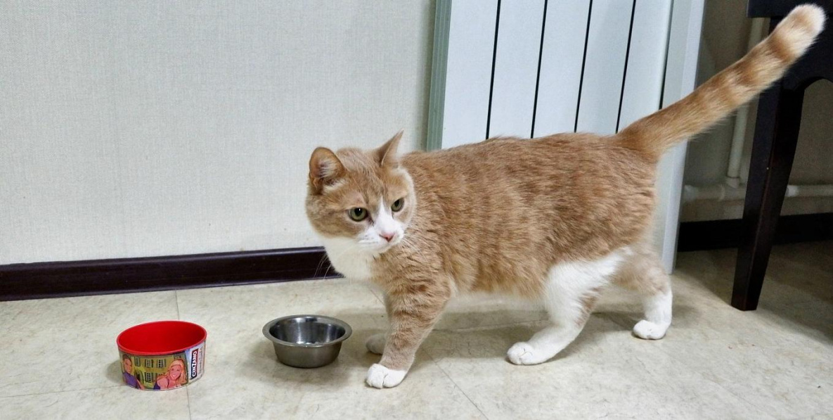Хабаровский кот Персик борется за звание лучшего кота в интернете