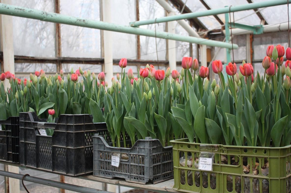 Сколько стоят тюльпаны в новосибирске