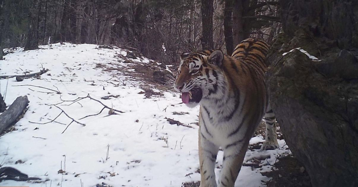 Под Хабаровском нашли трёх потерянных специалистами тигров