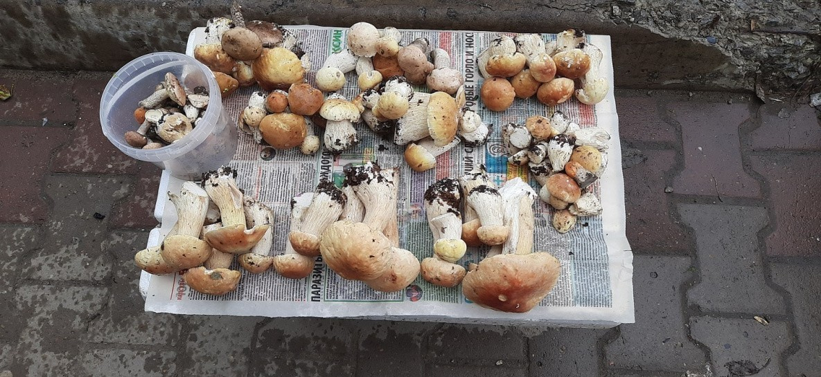 В Хабаровском крае аномально рано пошли белые грибы