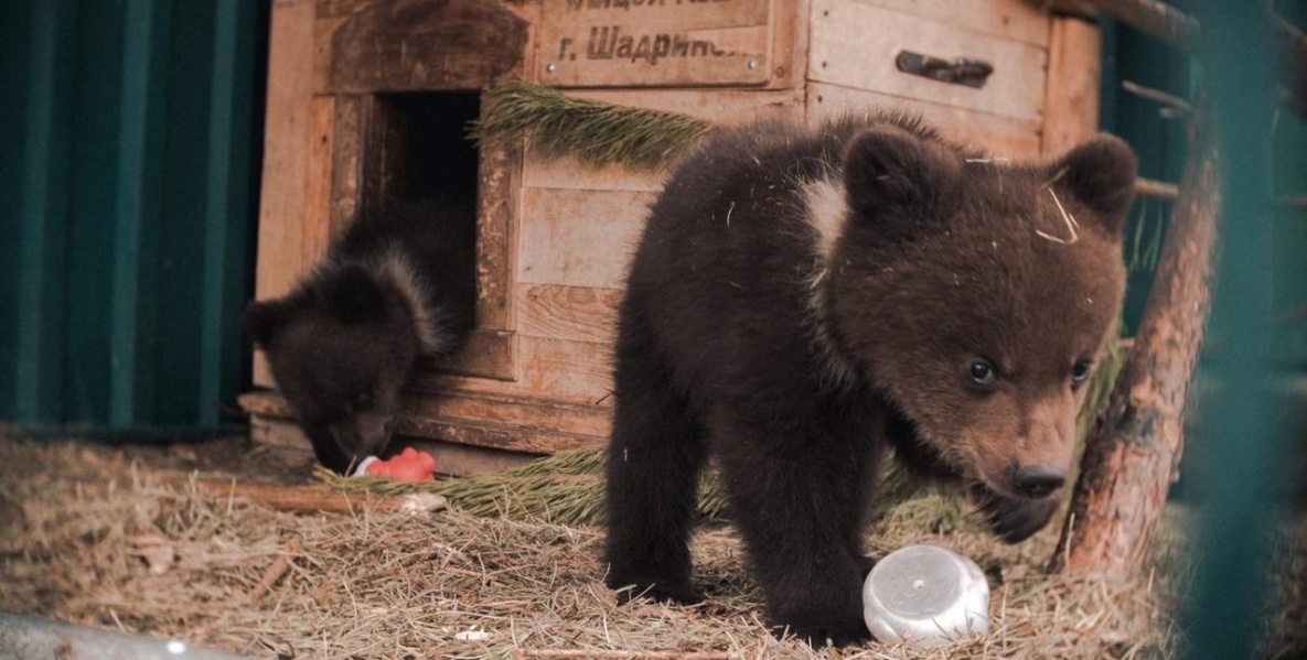 Хабаровчан просят помочь подготовить к спячке медвежат