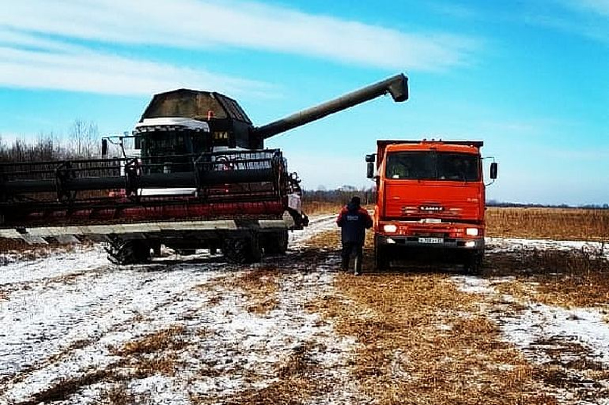 Урожай сои в Хабаровском крае завершают убирать в снегу