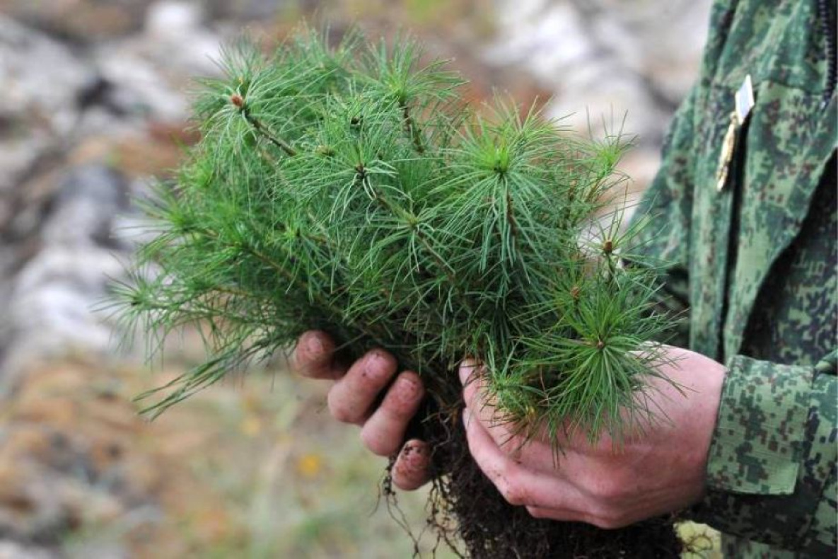 Тайгу Хабаровского края пополнили более 16,5 млн хвойных деревьев