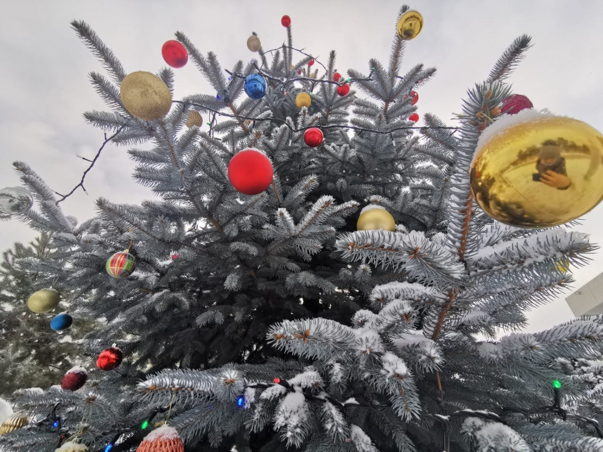 Зоосады Хабаровского края объявили сбор новогодних ёлок