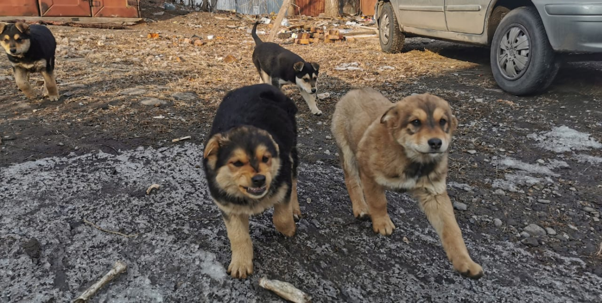 В Хабаровске с начала года стерилизовали около сотни бродячих собак