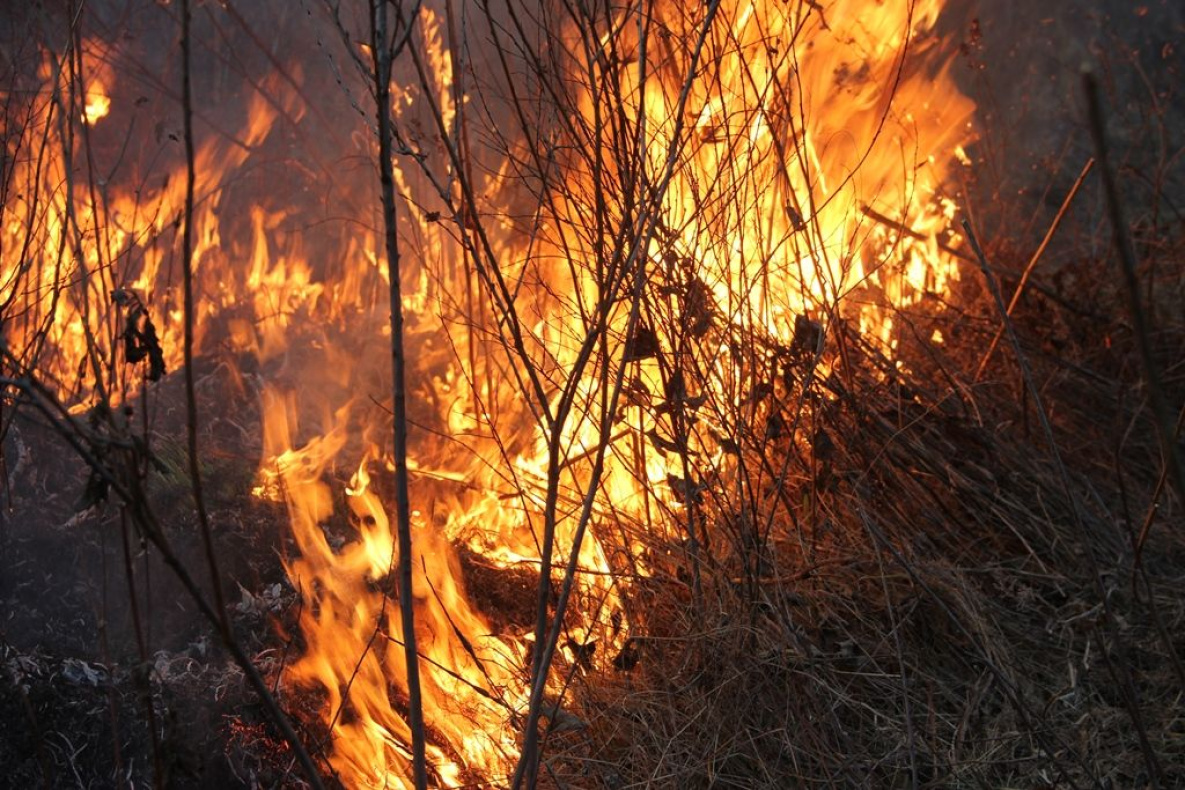 Пепел костра. Костер. Ландшафтный пожар. Пожары в воронежской области в2020. Сели на огонь.
