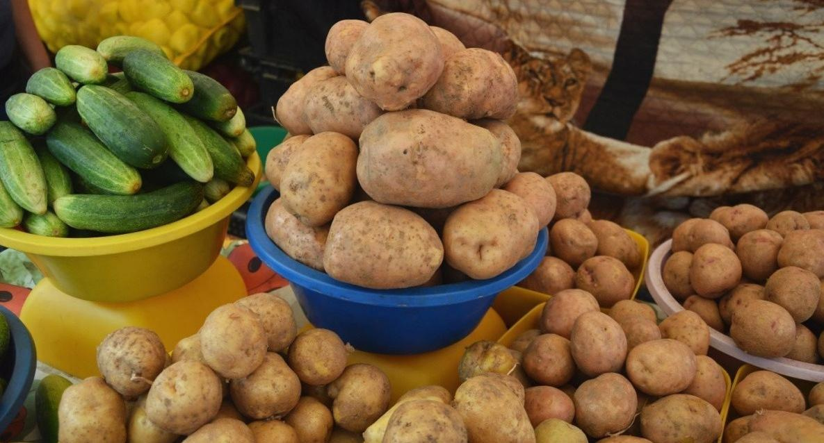 Хабаровские фермеры рассчитывают собрать больше картошки, чем в прошлом году