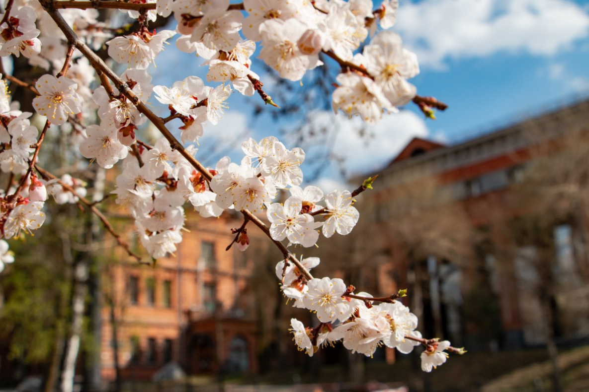 Улицы Хабаровска украсили миллионы цветов