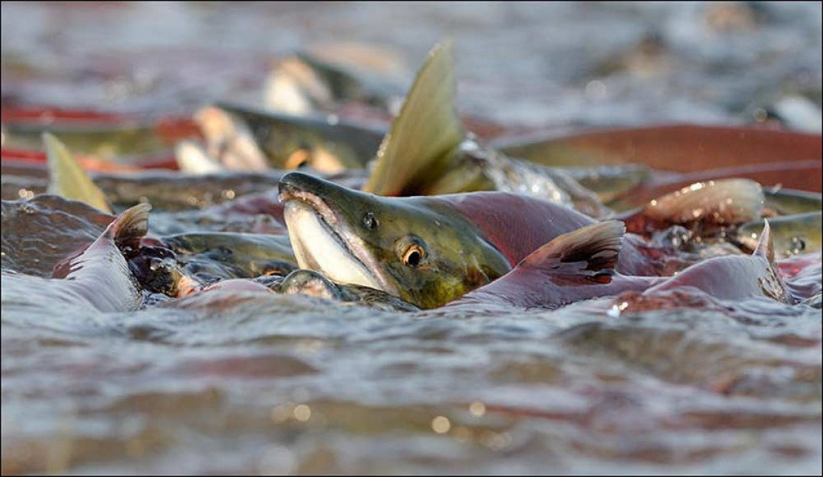 Перегретый Амур может навредить нерестящимся лососям