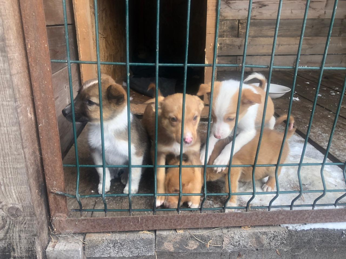 В полиции Вяземского приютили восьмерых осиротевших щенков