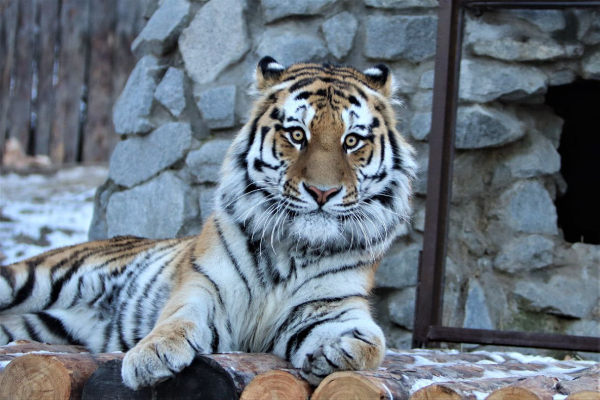 Тигр Шторм в хабаровском зоосаде Приамурский прошёл карантин