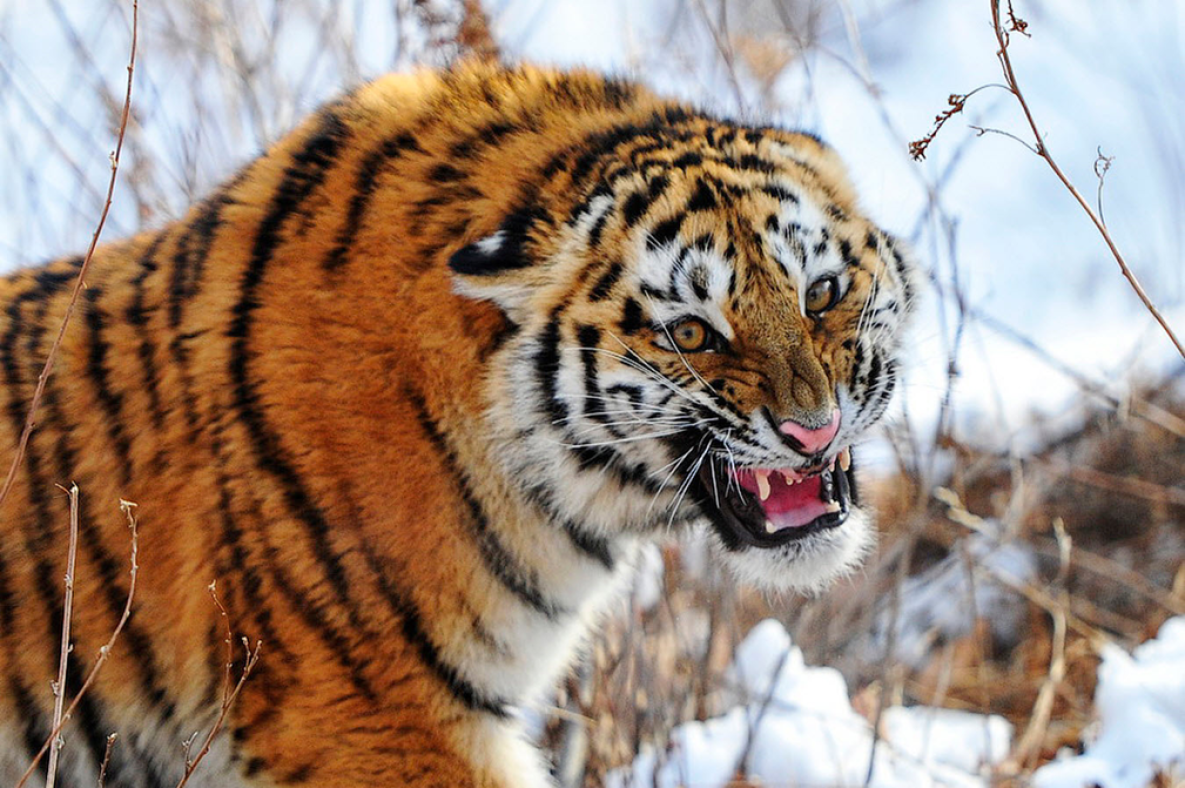 Амурский тигр погиб в столкновении с иномаркой в Хабаровском крае