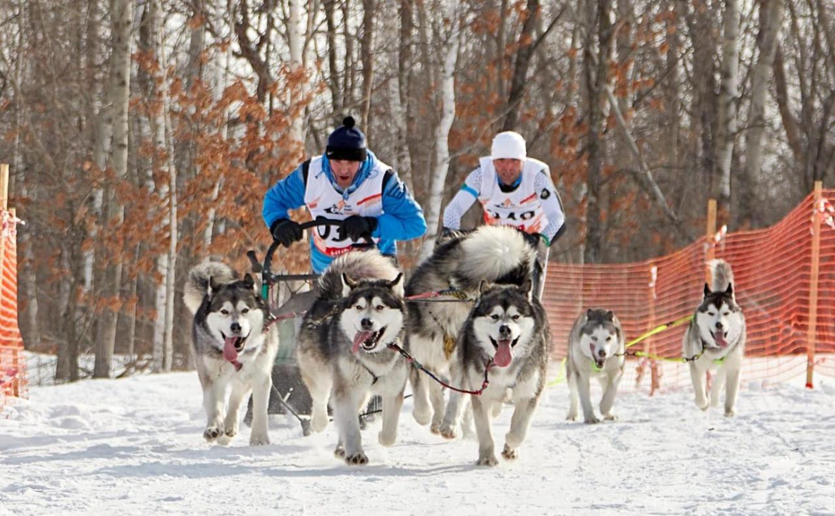 каюр на упряжке. амут собака. собаки хабаровский край. собаки хабаровский край. видео отлова собак в хабаровске.