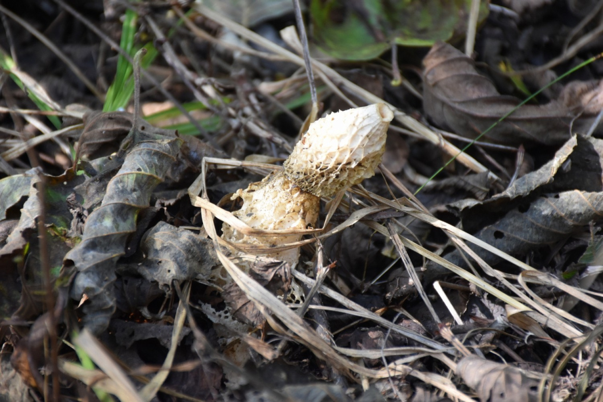 Диковинный гриб с вуалью нашли под Хабаровском