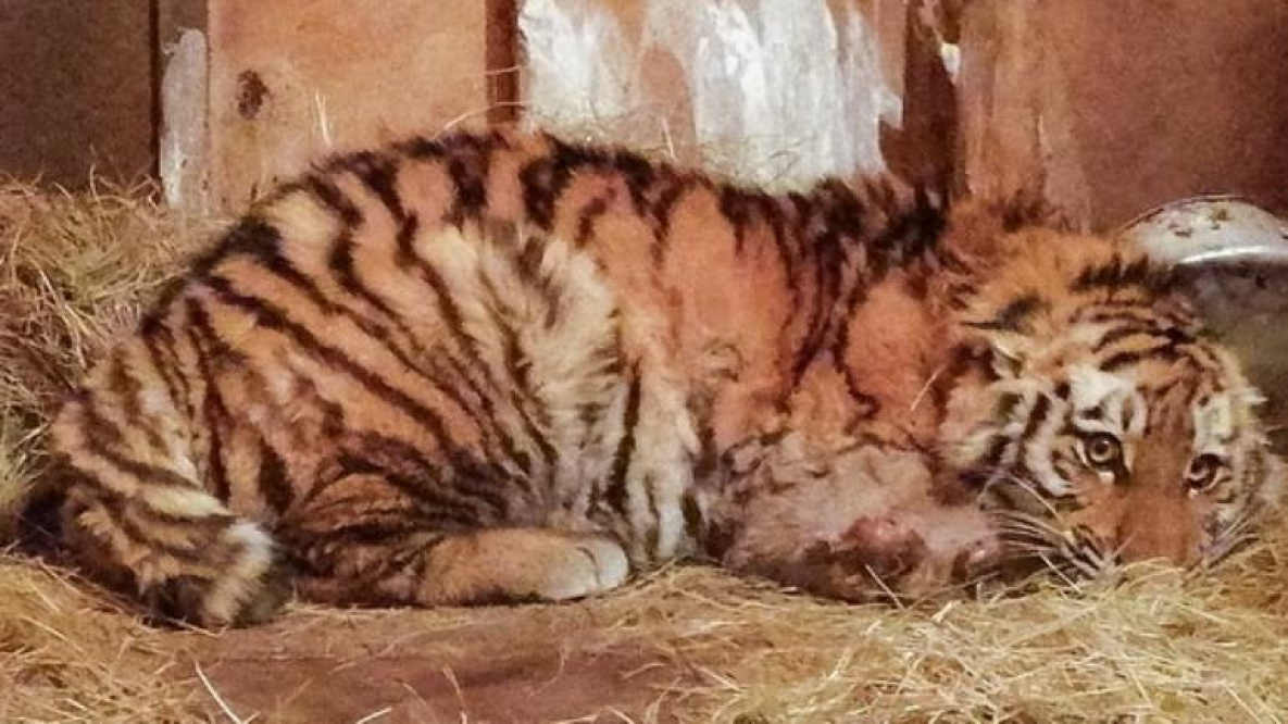 В Хабаровском крае нашли двух мёртвых тигрят