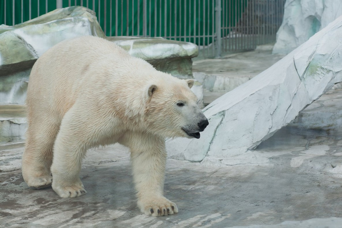 Медведь Хабар в зоосаде «Приамурский» отметил шестилетие