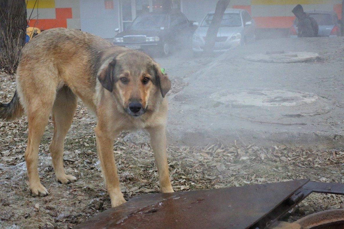 В Хабаровске найдут средства на отлов бездомных животных