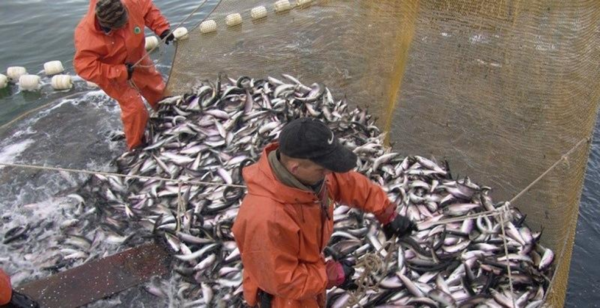 Улов ресурсы. Вылов сельди Иваси. Гижигинско–Камчатская сельдь. Охотское море рыболовство. Добыча рыбы.