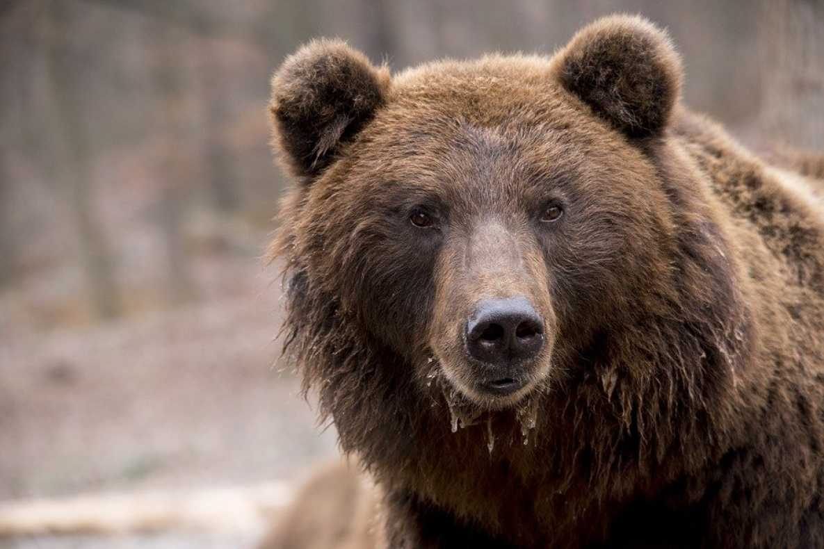 В Николаевске начали охоту за разворотившим могилы медведем