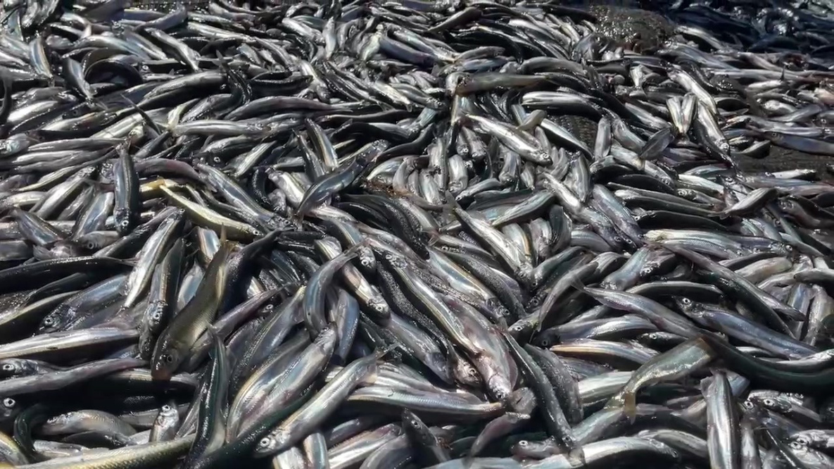 Купить Мойву В Мурманске Цена