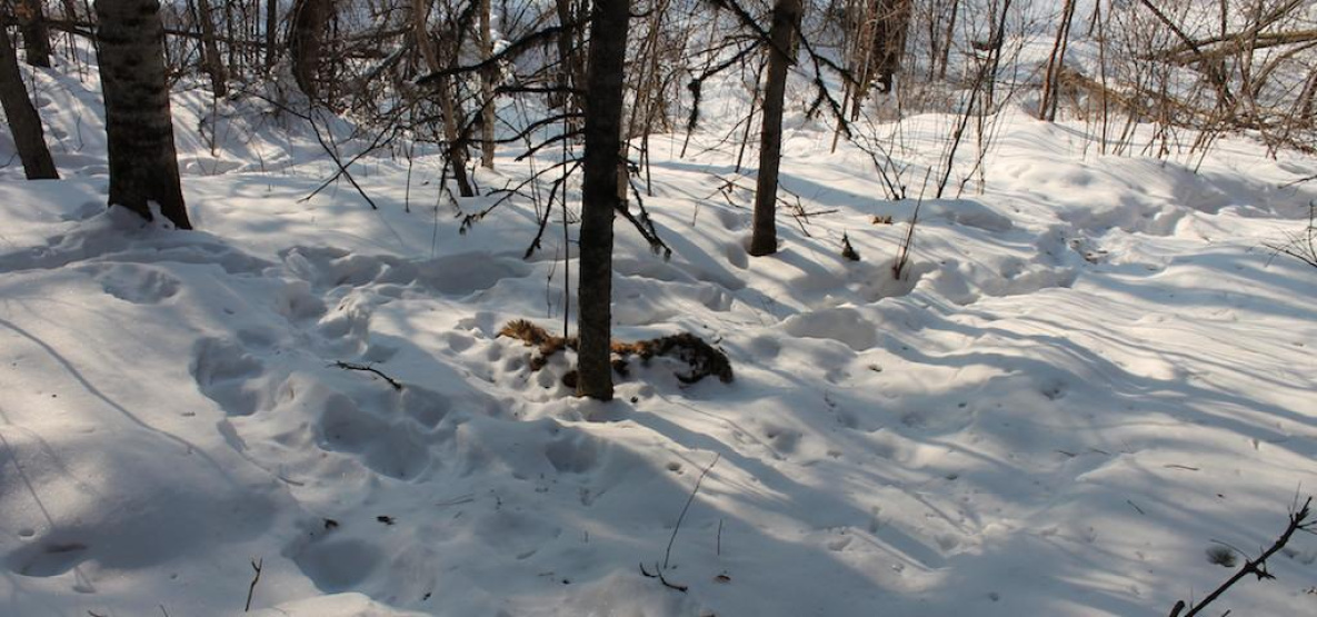 Мертвого тигренка обнаружил водитель лесовоза в Хабкрае 