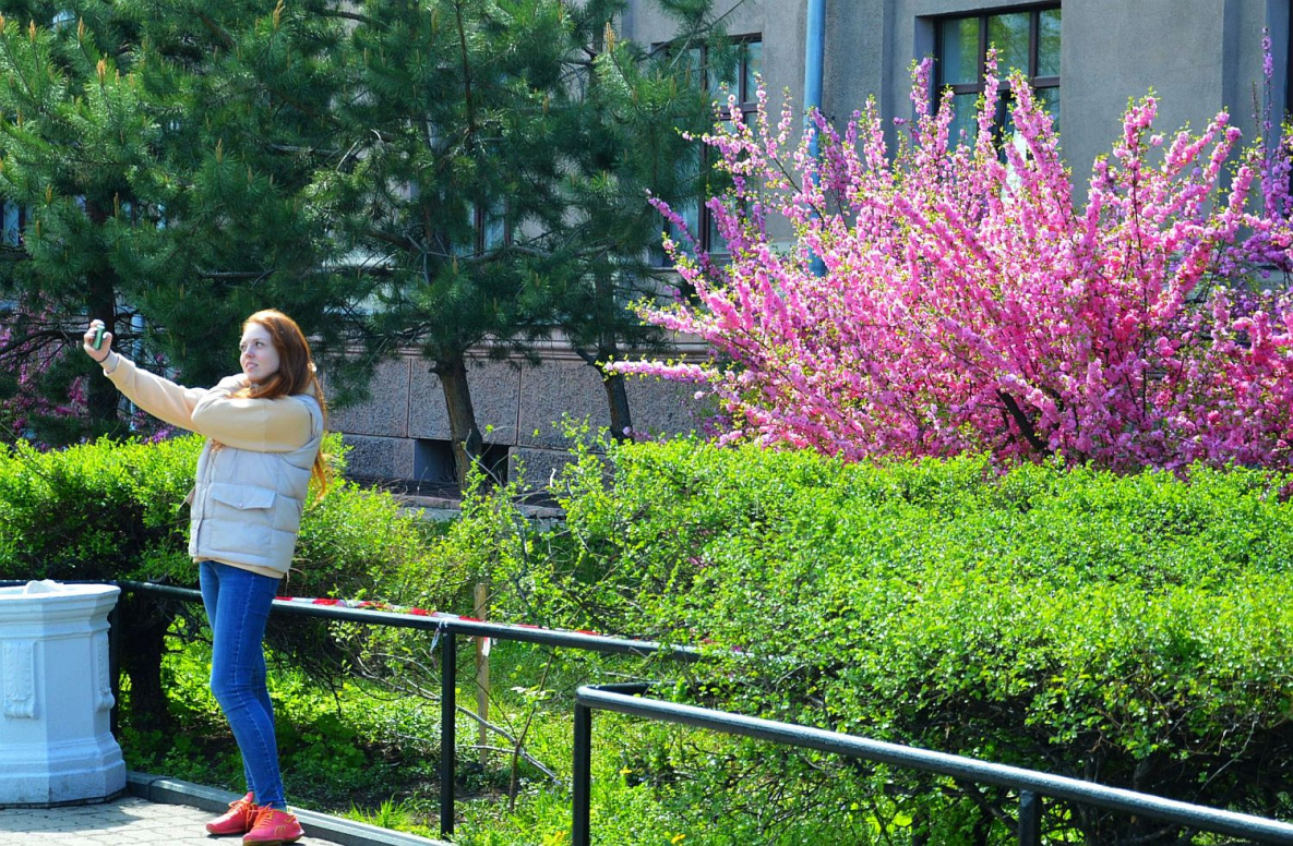 Фотоохоту на цветущую «сакуру» объявили хабаровчане
