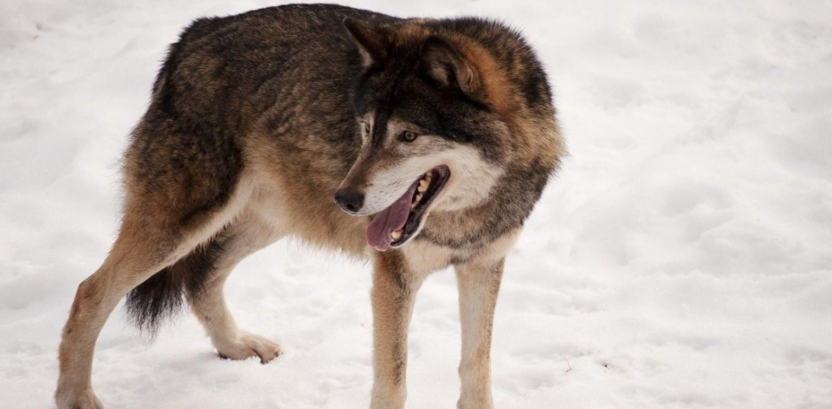Под Хабаровском отстрелен первый волк из агрессивной стаи