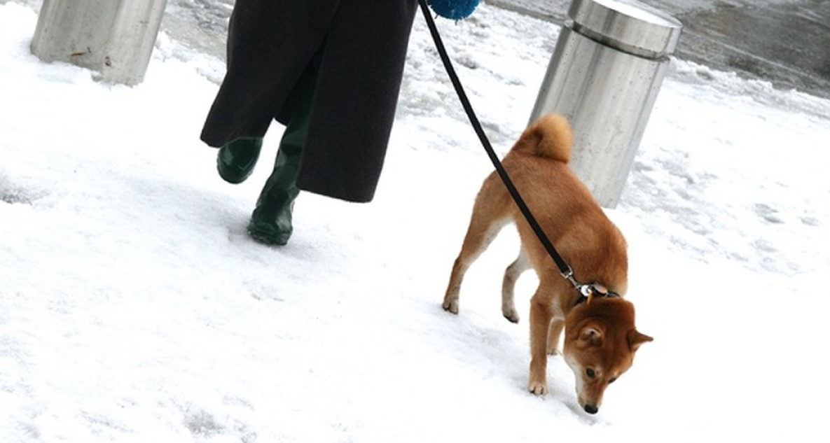 В Комсомольске-на-Амуре впервые проверят как выгуливают собак