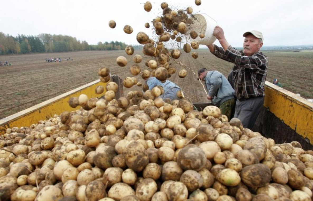 В Хабаровском крае выдался урожайный на картофель год