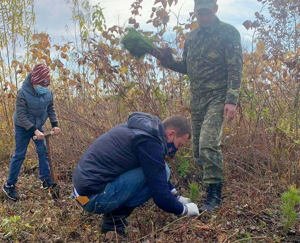 В Хабаровском крае посадили новые кедровые леса