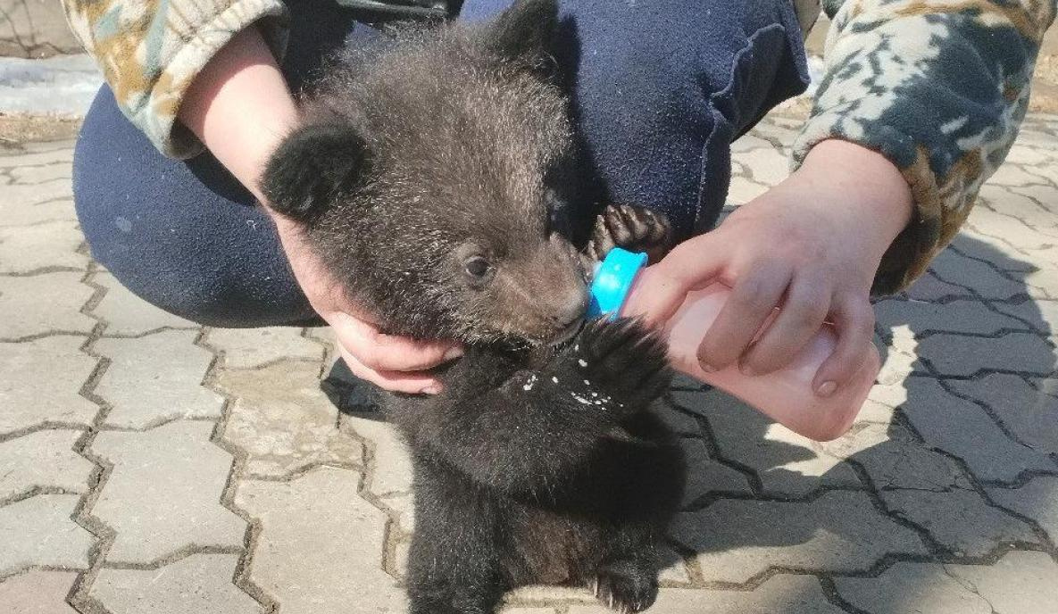В Комсомольске-на-Амуре публике покажут спасённого медвежонка-подкидыша