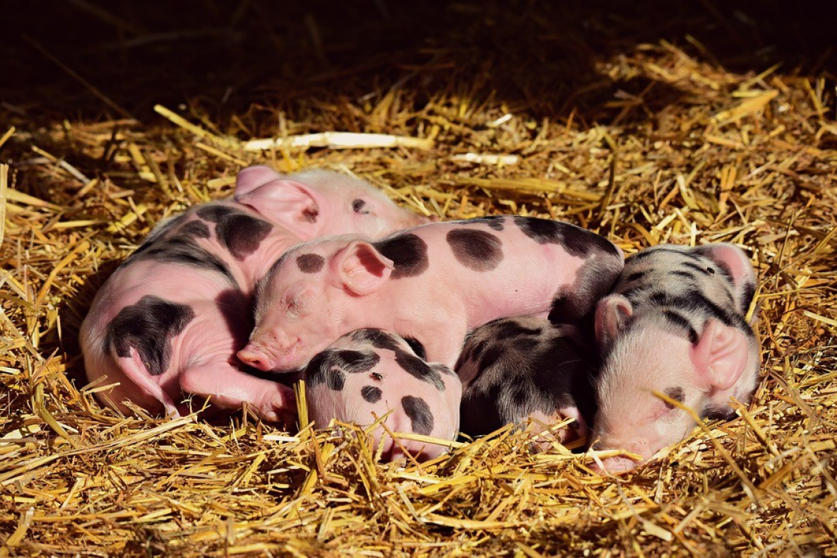 Правила животноводства в России изменили из-за чумы свиней