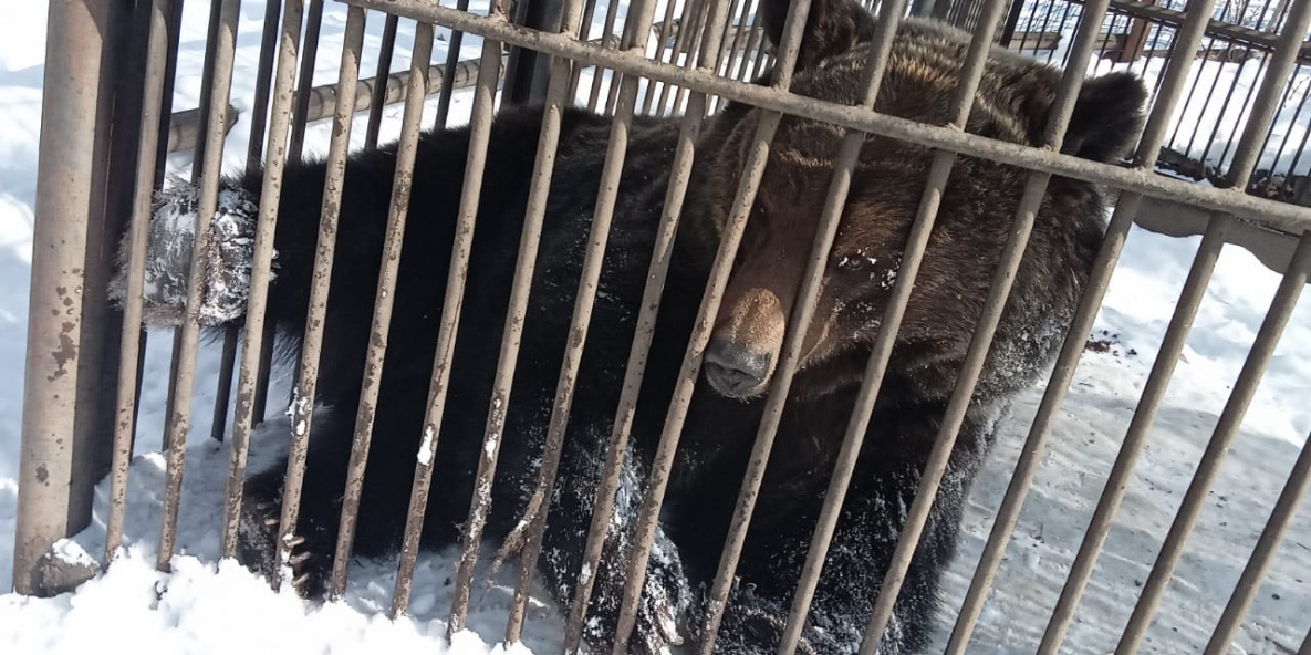 Хабаровских медведей раньше времени разбудило тепло