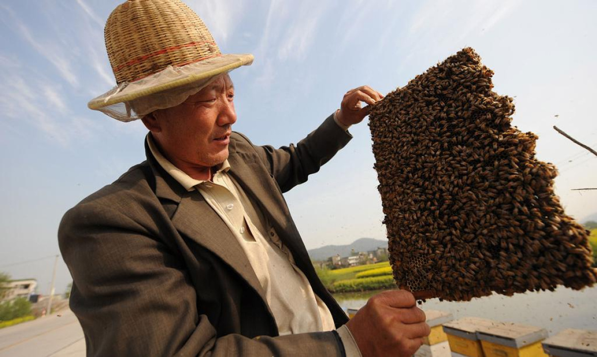 Китайцы во время пандемии распробовали хабаровский мёд