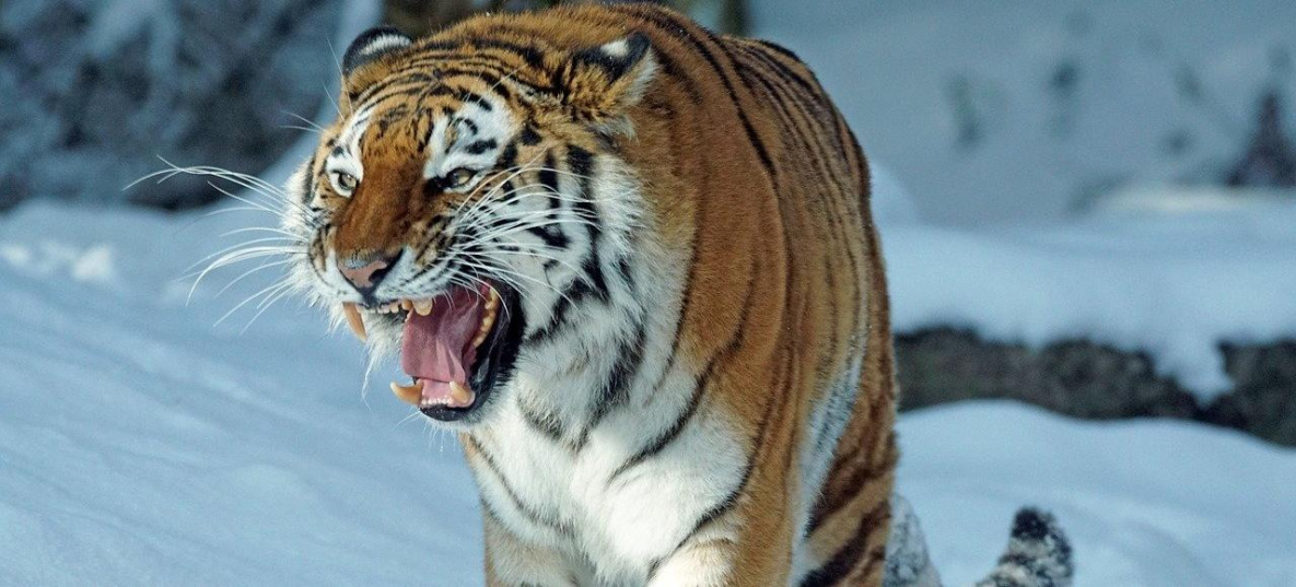 Москва разрешила отловить опасного тигра в Хабаровском крае