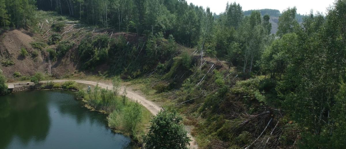 Массовую вырубку деревьев в Комсомольском районе признали законной